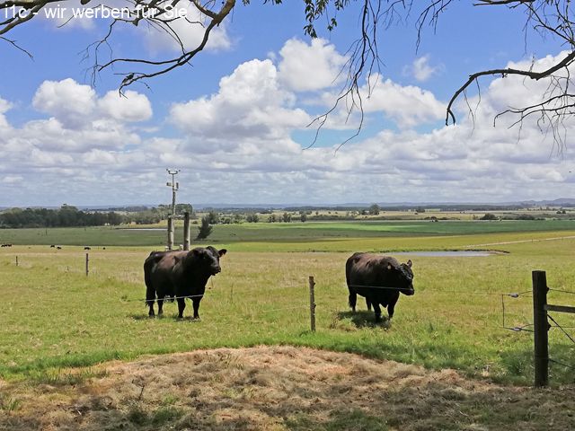 Rinder, Ranch, Uruguay, La Paloma, Rocha zu verkaufen