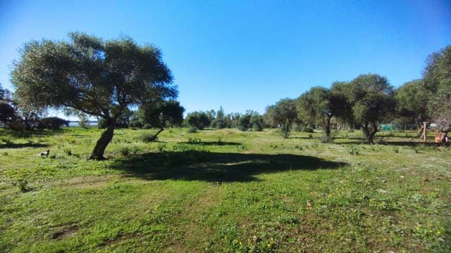 2404ab andalusia, costa de la luz, benalup - countryhouse with 2 barns, stables for sale