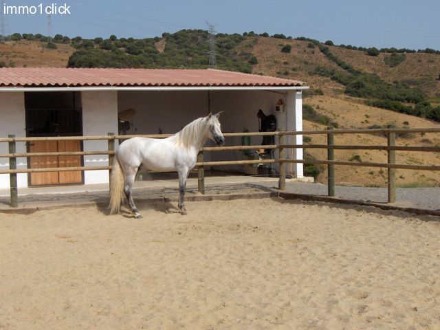 luxury country-horse-property, large finca with stables, horseproperty, Sotogrande, Costa del Sol, Andalusia, for sale