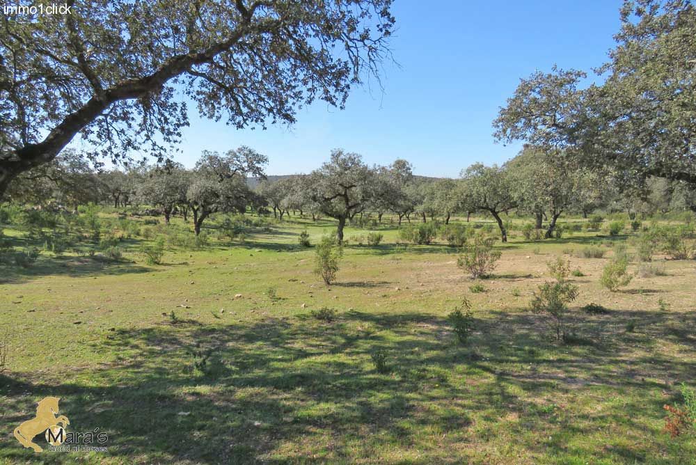 Finca, country property, farm with corc, Sevilla, Huelva, Andalusia for sale