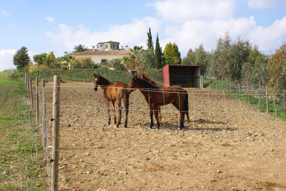 2416 Andalucia, Malaga, Periana, Finca con casa invitados, piscina, cuadra para caballos vender
